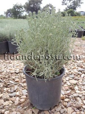 SANTOLINA CHAMAECYPARISSUS (Lavantin) - 