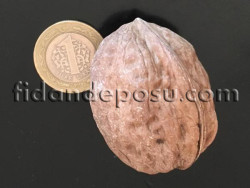 SAPANCA CEVİZ FİDANI - 1
