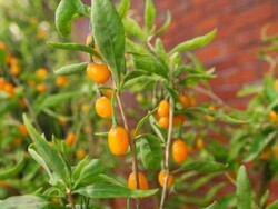 SARI GOJİBERRY FİDANI - 2