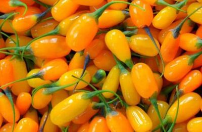SARI GOJİBERRY FİDANI - 