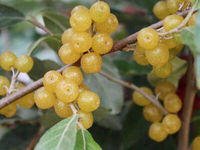 SARI GÜZ ZEYTİNİ (JAPON İĞDESİ) (Elaeagnus umbellata) FİDANI - 