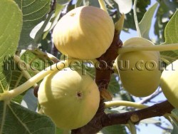 SARILOP İNCİR FİDANI - 