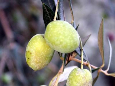 SARIULAK ZEYTİN FİDANI - 