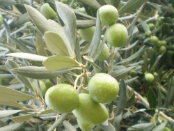 SARIULAK ZEYTİN FİDANI - 2