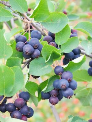 SASKATOON BERRY ( amelanchier spicata ) HAZİRAN YEMİŞİ FİDANI - 