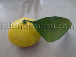 SATSUMA MANDALİNA FİDANI - 2