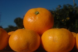 SATSUMA MANDALİNA FİDANI - 3