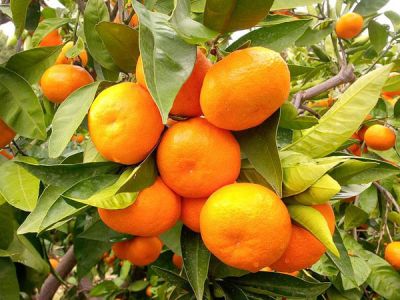 SATSUMA MANDALİNA FİDANI - 