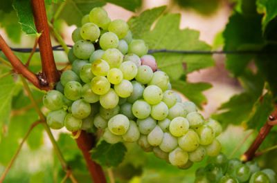 SAUVİGNON BLANC ASMA FİDANI - 