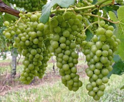 SAUVİGNON BLANC ASMA FİDANI - 2