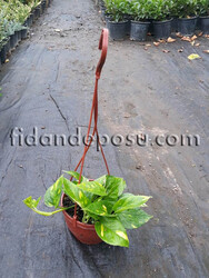 SCINDAPSUS PICTUS (Patos sarmaşığı,ok başı sarmaşığı) BİTKİSİ - 2