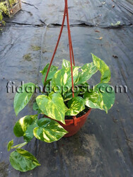 SCINDAPSUS PICTUS (Patos sarmaşığı,ok başı sarmaşığı) BİTKİSİ - 3
