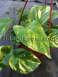 SCINDAPSUS PICTUS (Patos sarmaşığı,ok başı sarmaşığı) BİTKİSİ - 4