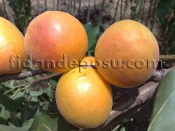 ŞEKERPARE KAYISI FİDANI - 