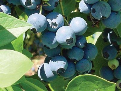 SHARPBLUE YABAN MERSİNİ FİDANI - 