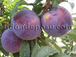 SHOW TİME ERİK FİDANI - 