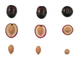 SİKİTİTA (BODUR) ZEYTİN FİDANI - 5