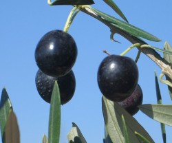 SİKİTİTA (BODUR) ZEYTİN FİDANI - 