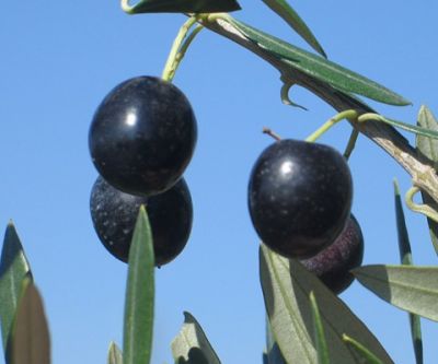 SİKİTİTA (BODUR) ZEYTİN FİDANI - 