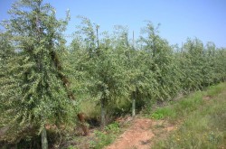 SİKİTİTA (BODUR) ZEYTİN FİDANI - 6
