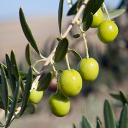 SİKİTİTA (BODUR) ZEYTİN FİDANI - 2