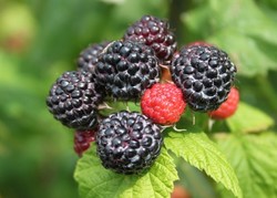SİYAH AHUDUDU (Rubus idaeus Black Jewel) FİDANI - 