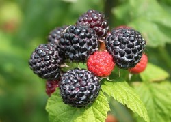  - SİYAH AHUDUDU (Rubus idaeus Black Jewel) FİDANI