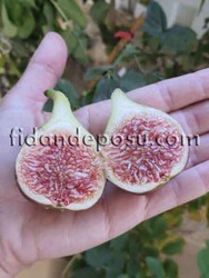 SİYAH ÇITIR (208) İNCİR FİDANI - 4
