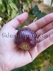 SİYAH ÇITIR (208) İNCİR FİDANI - 5