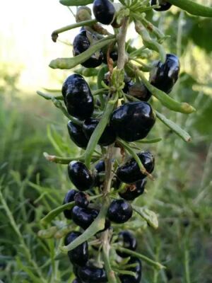 SİYAH GOJİBERRY FİDANI - 