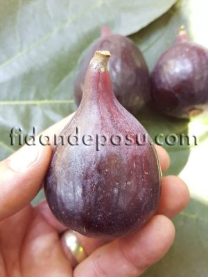 SİYAH ORAK YEDİVEREN İNCİR FİDANI - 