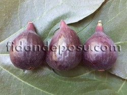 SİYAH ORAK YEDİVEREN İNCİR FİDANI - 2