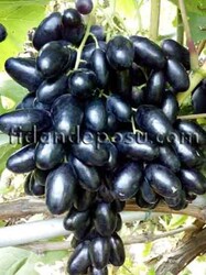 SİYAH PARMAK ASMA FİDANI - 