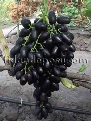 SİYAH PARMAK ASMA FİDANI - 2