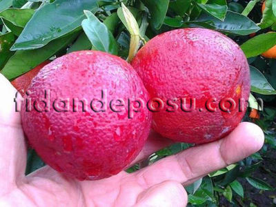 SMİTH RED BLOOD ORANGE PORTAKAL FİDANI - 