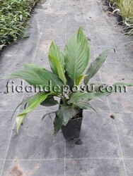 SPATHIPHYLLUM WALLISII (Barış çiçeği,Beyaz yelken çiçeği) BİTKİSİ - Thumbnail