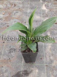SPATHIPHYLLUM WALLISII (Barış çiçeği,Beyaz yelken çiçeği) BİTKİSİ - 1