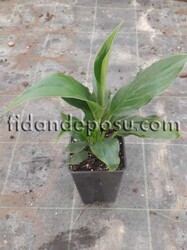 SPATHIPHYLLUM WALLISII (Barış çiçeği,Beyaz yelken çiçeği) BİTKİSİ - Thumbnail