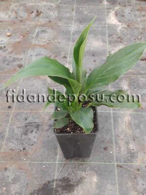 SPATHIPHYLLUM WALLISII (Barış çiçeği,Beyaz yelken çiçeği) BİTKİSİ - 