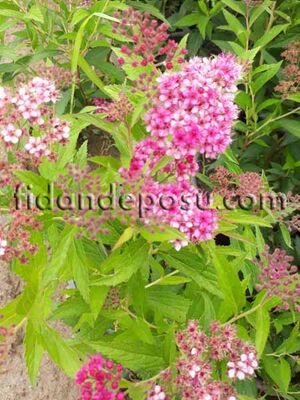 SPIRAEA BUMALDA(Pembe çiçekli keçi sakalı,ispirya) BİTKİSİ - 
