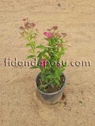 SPIRAEA BUMALDA(Pembe çiçekli keçi sakalı,ispirya) BİTKİSİ - 2