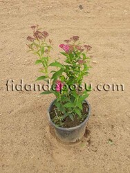 SPIRAEA BUMALDA(Pembe çiçekli keçi sakalı,ispirya) BİTKİSİ - Thumbnail