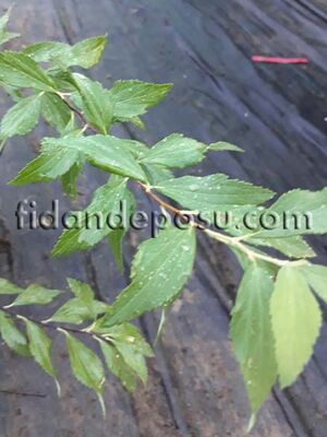SPIRAEA VANHOUTTEİ (Beyaz çiçekli keçi sakalı,ispirya) BİTKİSİ - 
