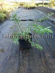 SPIRAEA VANHOUTTEİ (Beyaz çiçekli keçi sakalı,ispirya) BİTKİSİ - 2