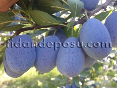 STANLEY (BİRTON) ERİK FİDANI - 