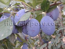 STANLEY (BİRTON) ERİK FİDANI - 2