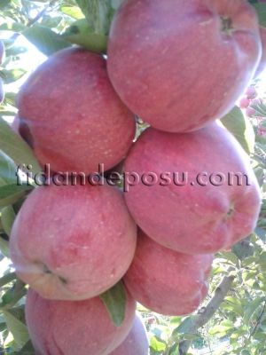 STARKRİMSON DELİCİOUS ELMA FİDANI - 