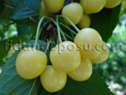 STARKS GOLD (BEYAZ) KİRAZ FİDANI - 