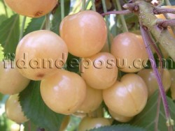 STARKS GOLD (BEYAZ) KİRAZ FİDANI - 2