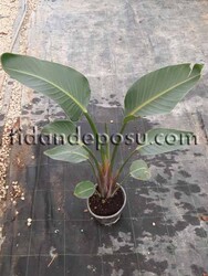 STRELİTZİA NİCOLAİ (Dev cennet kuşu) BİTKİSİ - 2